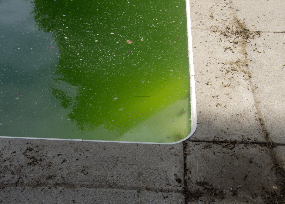 The Dangers of Algae and Mold on Pool Decks | McDonough Pressure Washing