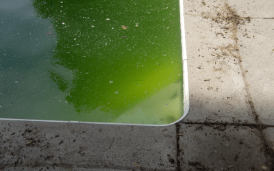 The Dangers of Algae and Mold on Pool Decks